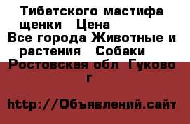  Тибетского мастифа щенки › Цена ­ 10 000 - Все города Животные и растения » Собаки   . Ростовская обл.,Гуково г.